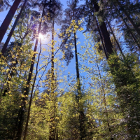 Die grüne Stunde - Kräuterwanderung in der Brünst